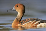 _MG_6410 Fulvous Whistling Duck.jpg