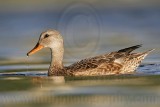 _MG_7991 Gadwall.jpg