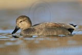 _MG_8219 Gadwall.jpg