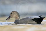 _MG_8274 Gadwall.jpg
