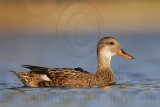 _MG_8465 Gadwall.jpg
