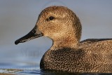 _MG_8510 Gadwall.jpg