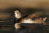 _MG_8877 Ring-necked Duck.jpg