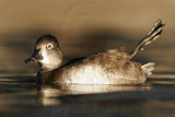 _MG_8878 Ring-necked Duck.jpg