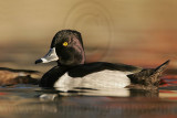 _MG_8913 Ring-necked Duck.jpg