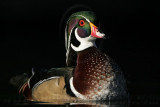 _MG_5418 Wood Duck.jpg