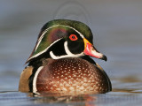 _MG_5489 Wood Duck.jpg
