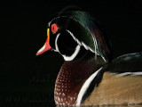 _MG_5665 Wood Duck.jpg