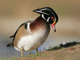 _MG_5734 Wood Duck.jpg