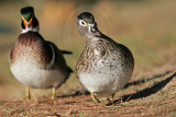 _MG_5838 Wood Duck.jpg