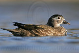 _MG_7246 Wood Duck.jpg