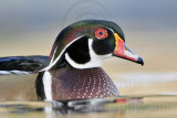 _MG_8027 Wood Duck.jpg