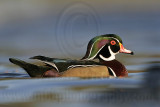 _MG_8095 Wood Duck.jpg