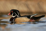 _MG_8104 Wood Duck.jpg