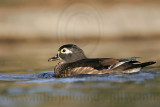_MG_8115 Wood Duck.jpg