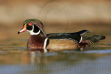_MG_8129 Wood Duck.jpg