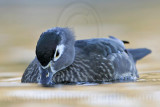 _MG_8257 Wood Duck.jpg