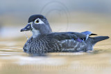 _MG_8261 Wood Duck.jpg