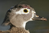_MG_8334 Wood Duck.jpg