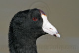 _MG_6805 American Coot.jpg