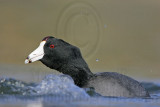 _MG_6822 American Coot.jpg
