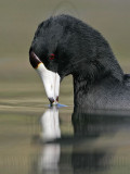 _MG_6855 American Coot.jpg