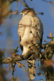 _MG_5058 Coopers Hawk.jpg