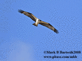 _MG_0550 Osprey - animated image.gif