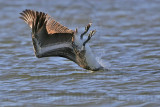 _MG_3406 Brown Pelican.jpg