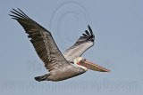 _MG_3504 Brown Pelican.jpg