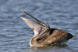 _MG_4541 Brown Pelican.jpg