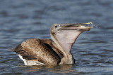 _MG_4610 Brown Pelican.jpg