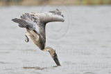 _MG_6340 Brown Pelican.jpg