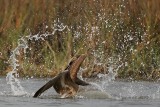 _MG_6360 Brown Pelican.jpg