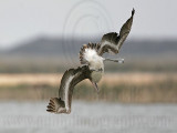 _MG_6453 Brown Pelican.jpg