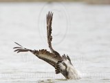 _MG_6628 Brown Pelican.jpg