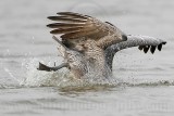 _MG_6688 Brown Pelican.jpg