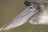 _MG_6785 Brown Pelican.jpg