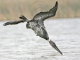 _MG_6792 Brown Pelican.jpg