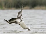 _MG_6849 Brown Pelican.jpg