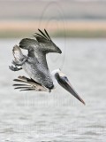 _MG_7080 Brown Pelican.jpg