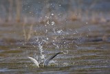 _MG_0272 Forsters Tern.jpg
