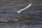 _MG_0402 Forsters Tern.jpg