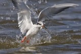 _MG_0413 Forsters Tern.jpg
