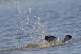 _MG_0826 Caspian Tern.jpg