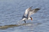 _MG_0828 Caspian Tern.jpg
