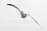 _MG_6125 Caspian Tern.jpg