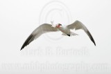 _MG_6131 Caspian Tern.jpg