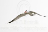 _MG_6133 Caspian Tern.jpg