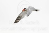 _MG_6140 Caspian Tern.jpg